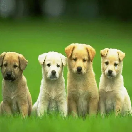 Scenic In Near Sea Casa vacanze Bibinje